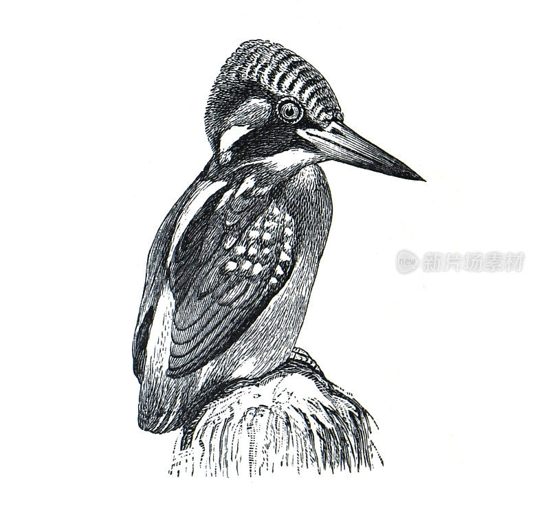 常见的翠鸟(Alcedo atthis)或Alcedinidae (Alcedo ispida)老式手绘鸟类插图。